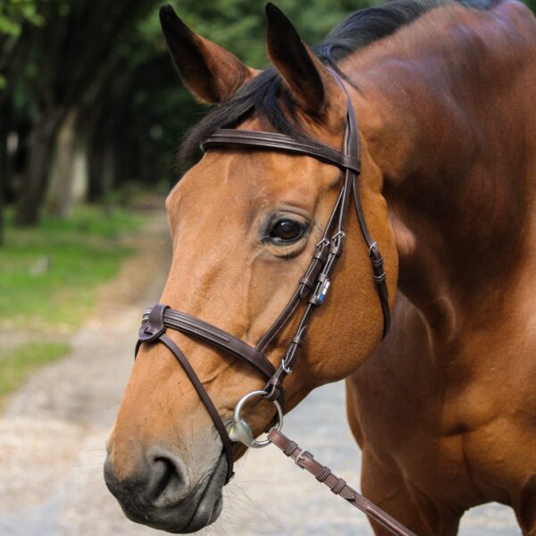 Bridon anatomique GBS Sellier en cuir chocolat