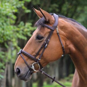 Bridon dynamique GBS Sellier en cuir chocolat