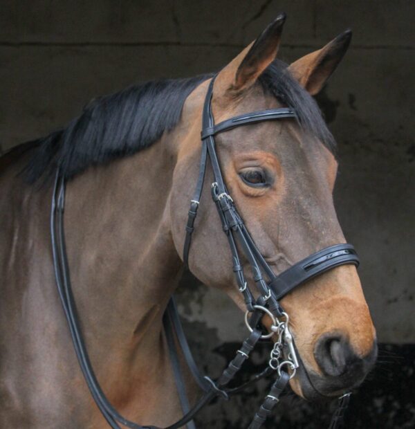 Bride de dressage GBS Sellier en cuir noir