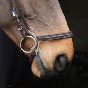 Muserolle hackamore